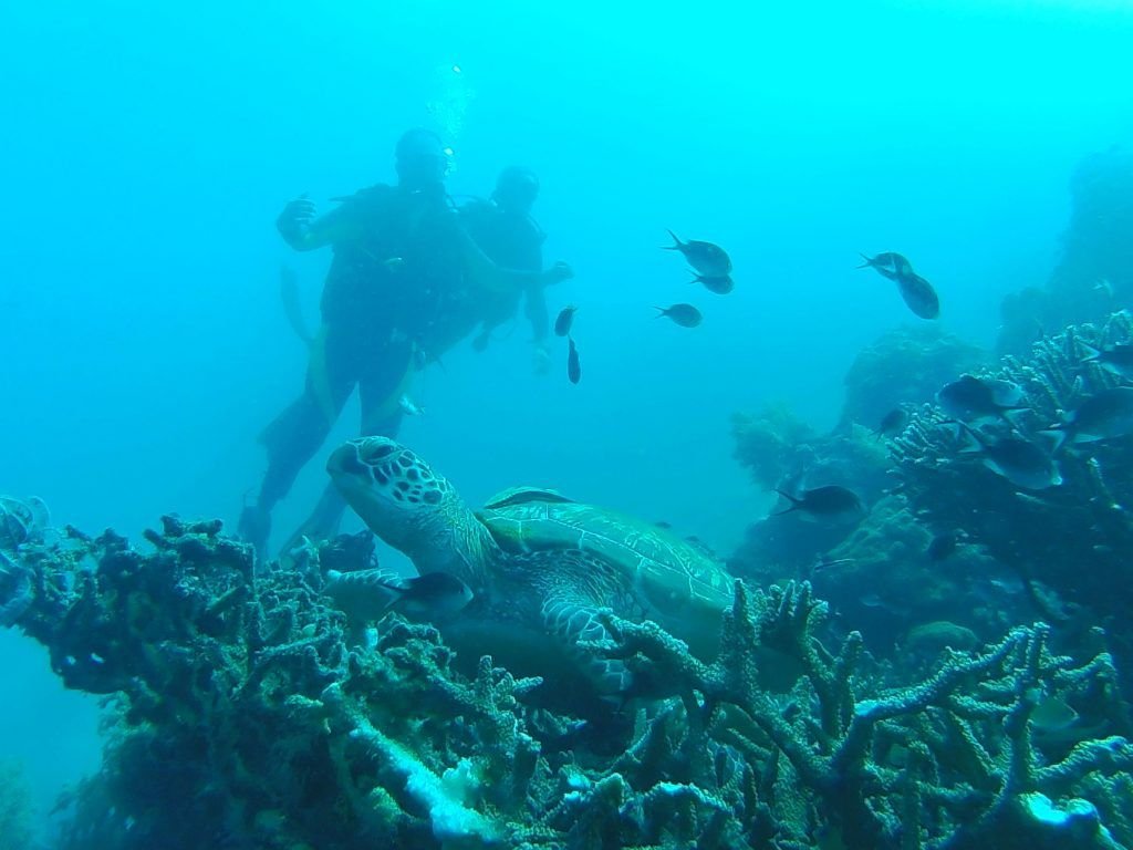 buceo pamilacan filipinas