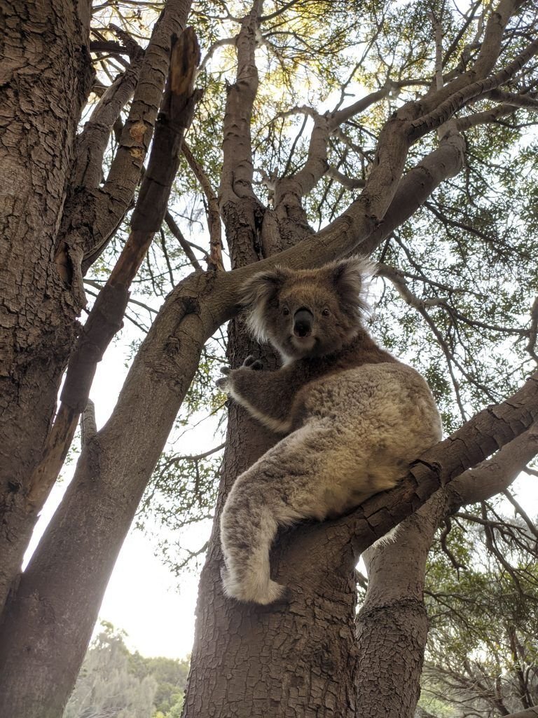 fauna australia koala